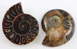 Ammonite Fossil pair
