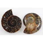 Ammonite Fossil pair