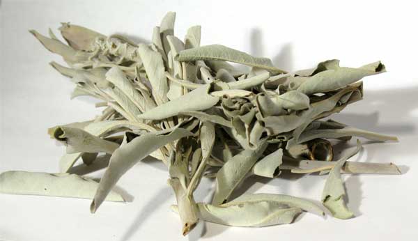 1 Lb White Sage  (Salvia apiana)