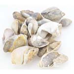 1 Lb polished Crystal Shankh (limited supply)