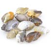 1 Lb polished Shankh (limited supply)