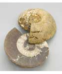 .8-2# Ammonite Fossil pair