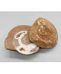 .1-.6# Ammonite Fossil pair