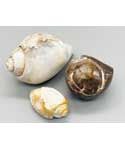 Snail Shell specimen
