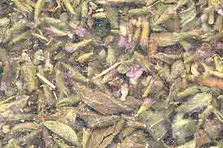 Pennyroyal Leaf cut 2oz  (Mentha pulegium)