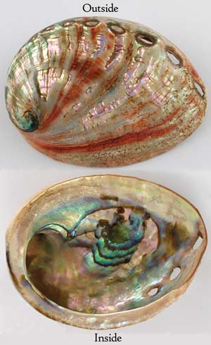 Red Abalone Shell incense Burner Polished