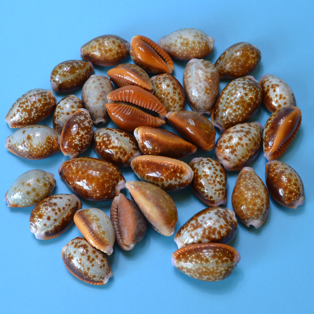 (set of 100) 15-24mm Cypraea Helvola