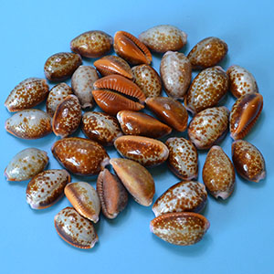 (set of 100) 15-24mm Cypraea Helvola