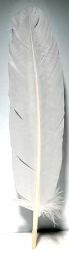 (set of 10) White feather 12