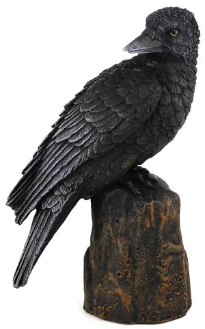 Backward Looking Raven 6